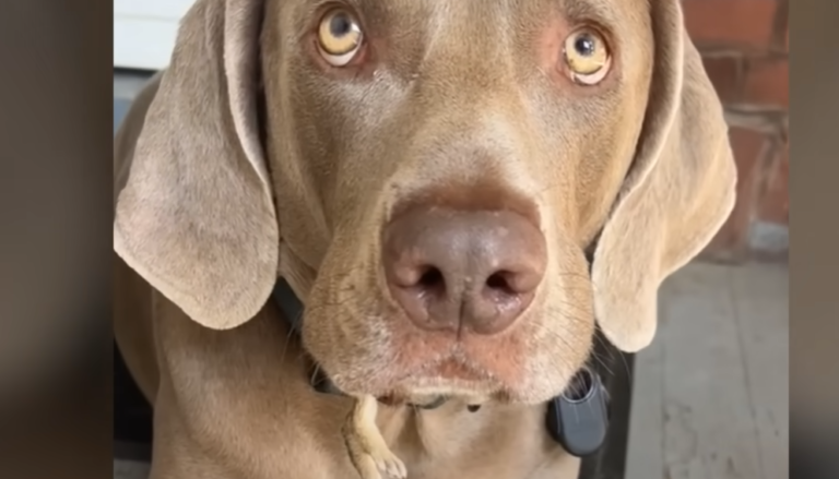Dog Shocks Owner Who Sees Tiny Legs Sticking Out Of Her Dog’s Mouth