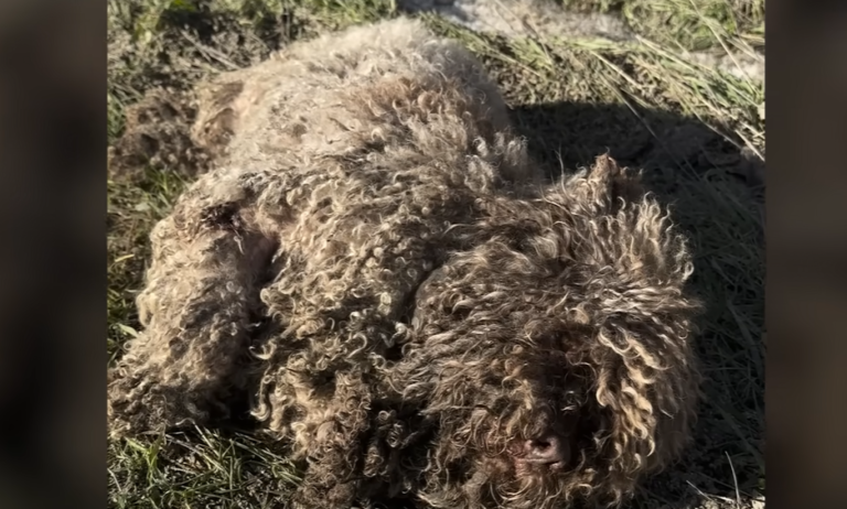Chained Dog Mistaken for Sheep Emerges Transformed After Years of Neglect