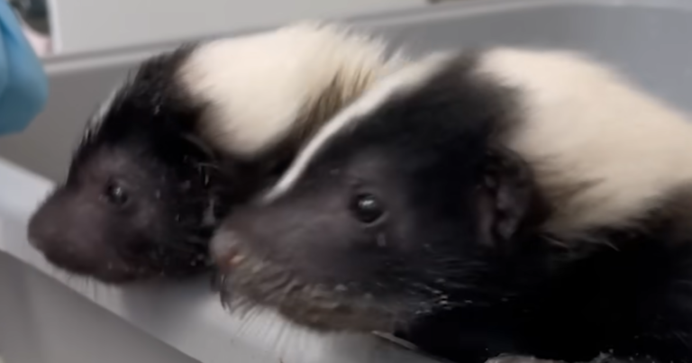 Rescued Baby Skunks Erupt in Hilarious Spray War Over New Sibling