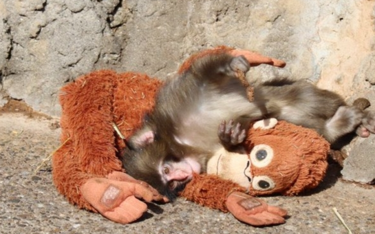 Japanese Zoo Responds After Viral Clip Shows Orphaned Baby Monkey Punch Being Dragged by Troop