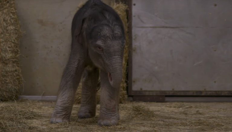 Linh Mai: Fans Rally to Name National Zoo’s First Elephant Calf in Nearly 25 Years