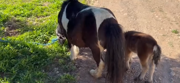 Video of Pregnant Pony Saddled and Waiting For Riders Goes Viral and Prompts a Rescue in Time