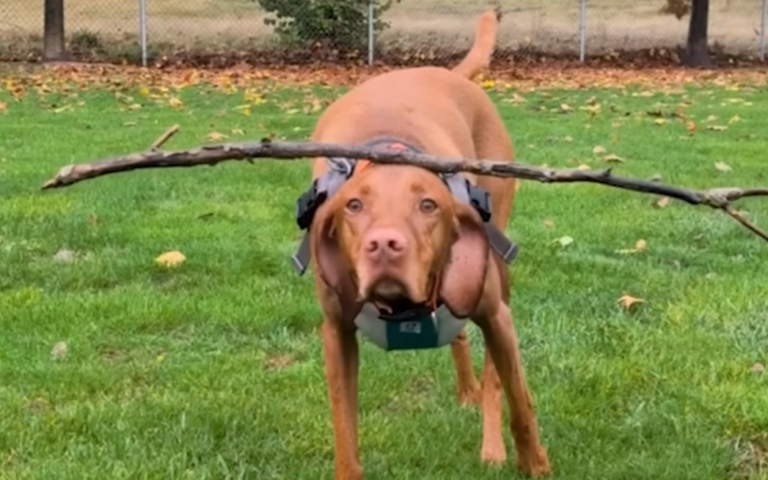 Vizsla Wonder Mendo Balances Broomsticks and Lightsabers on His Head, Igniting Viral Frenzy