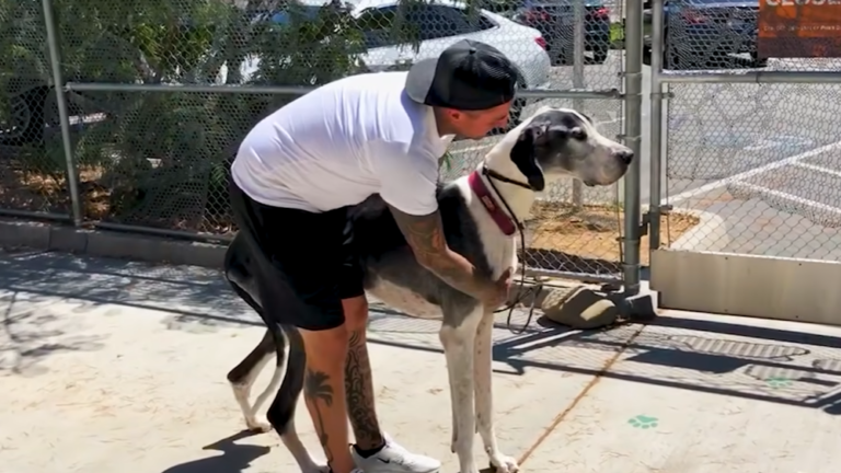 Senior Great Dane’s Stunning Recovery: 100 Pounds Underweight to Towering Family Star