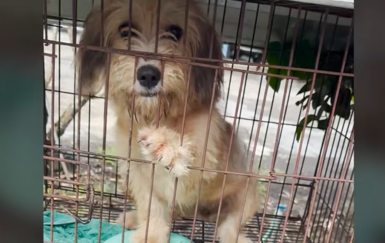 Dog Locked Away in Cage For Not Being Cute Enough Is Now a Pampered Princess