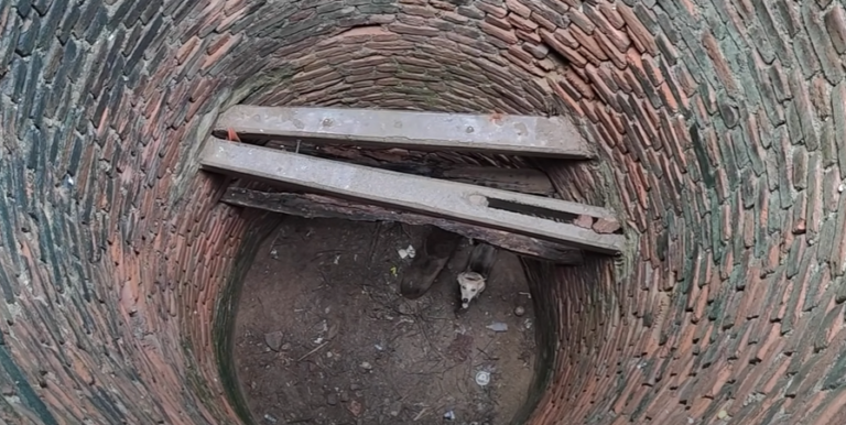 Stray Dog’s Tail-Wags in Relief After Tense Rescue from 30-Foot Deep Well