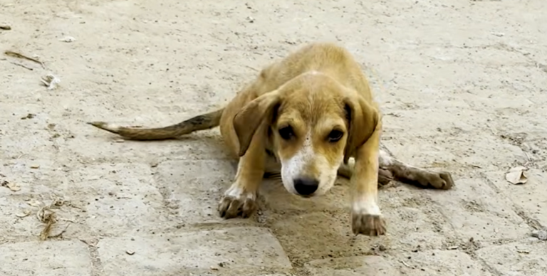 Miracle Puppy Baby Girl Defies Doctors, Runs Freely After Rescue from Indian Streets