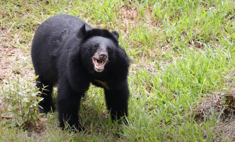 Bear Rescued From Bile Farm After 27 Years Sees Sky For The First Time