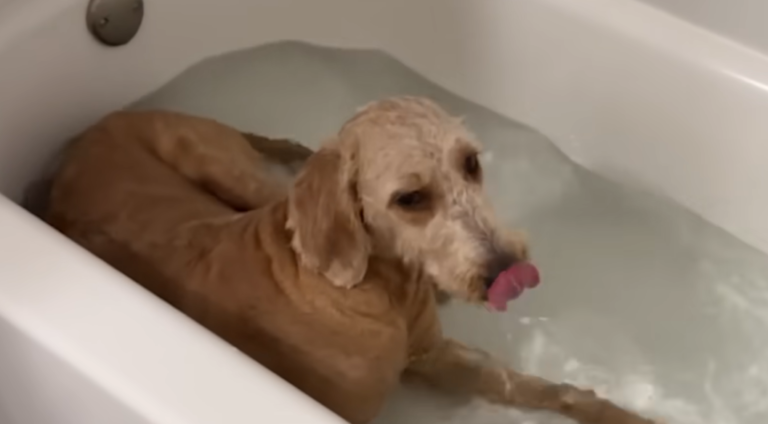 Neglected Rescue Doodle Crashes Foster Mom’s Bath Time in Viral Heartwarmer