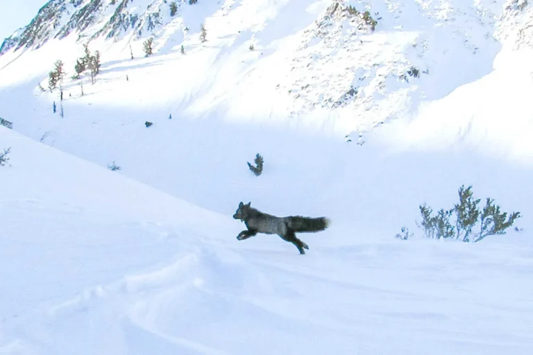 Scientists Capture Rare animal in California and Fit it With a GPS Collar