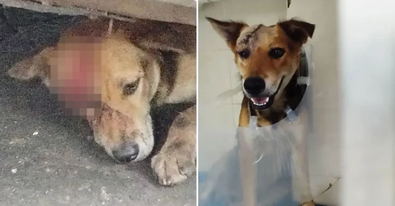 Faith the Street Dog: Blinded for Defending the Shop That Sustained Her