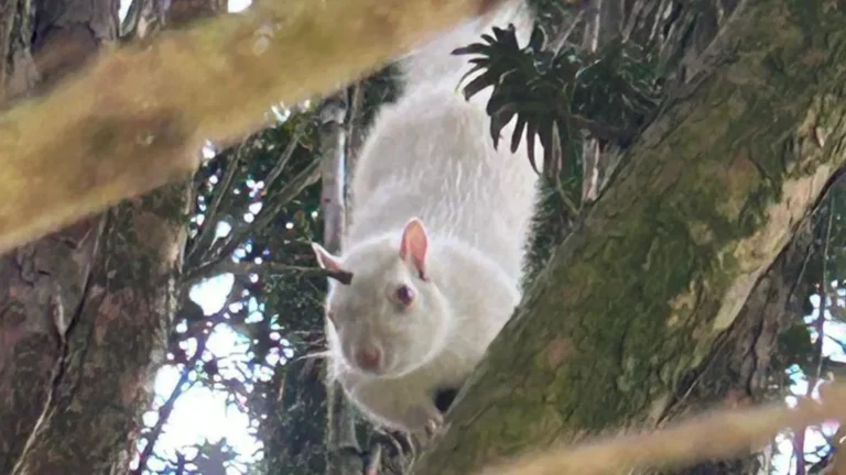 One-in-100,000 Marvel: Children Unearth Rare Albino Squirrel in Surrey Churchyard