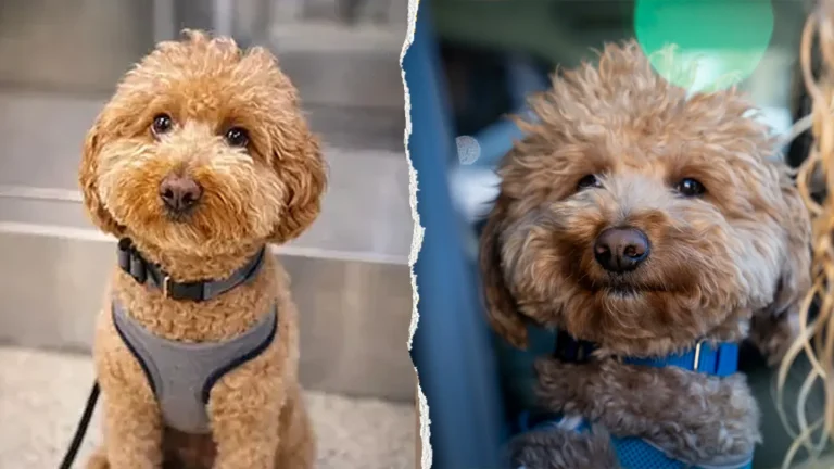Las Vegas Police Officer Adopts JetBlue, The Goldendoodle Rescued from Airport Abandonment
