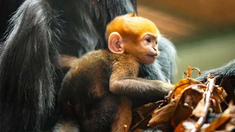 Tangerine Wonder: Endangered François’ Langur Baby Brightens Whipsnade Zoo