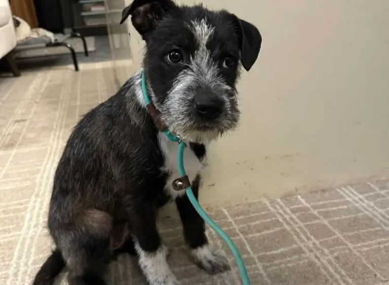Puppy Rescued After Six-Hour Ordeal From Underground Culvert in Dyersburg