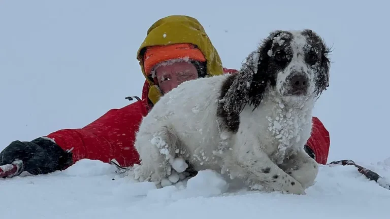 Spaniel Aggie Survives Freezing Night on Highland Peak After Cornice Collapse