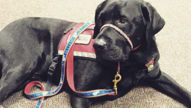 Boston Bids Emotional Farewell to Rescue, the Service Dog Who Restored Hope After Marathon Tragedy