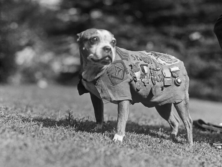 17 Most Heroic Dogs In History: These Stories Will Restore Your Faith In Everything