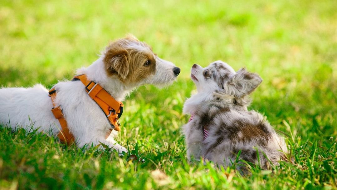 Why Do Some Dogs Thrive in Quiet Homes While Others Crave Constant Action?