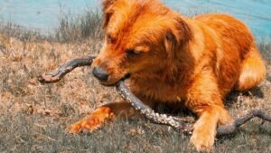 5 Essential Safety Tips for Dog Owners Living in Wildlife-Prone Areas