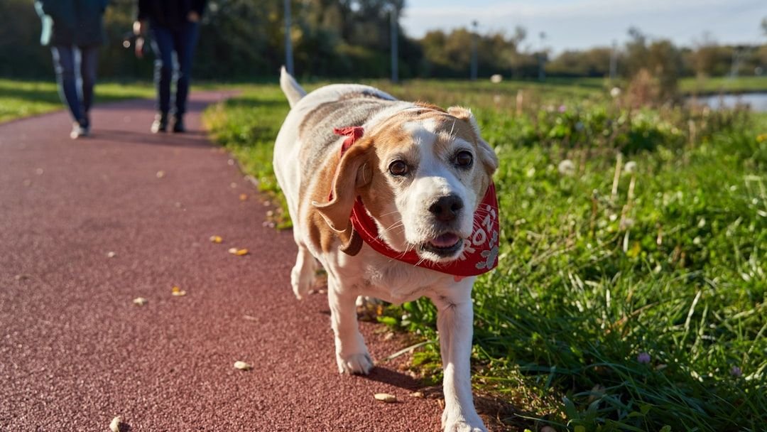 8 Dog Breeds That Excel at Comforting Their Humans During Stressful Times
