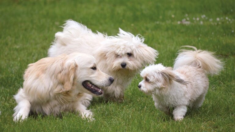 12 Surprising Things That Make Your Dog Feel Truly Loved and Secure