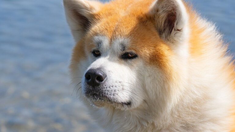6 Dog Breeds That Are Uncannily Good at Predicting Weather Changes