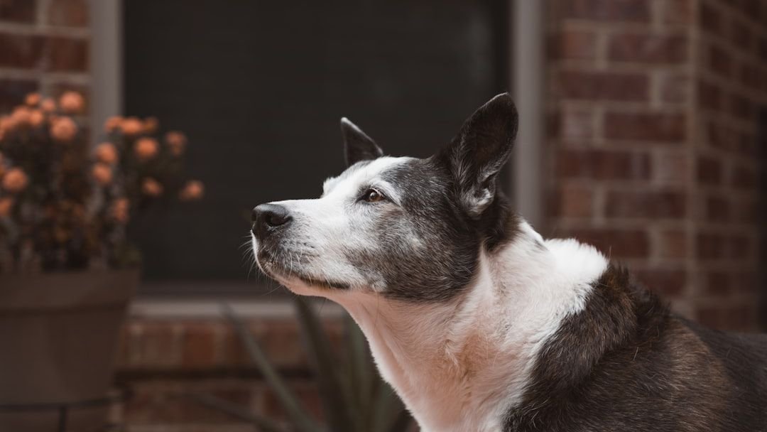 Ignoring Your Dog's Subtle Signals Is a Recipe for Misunderstanding