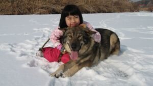 Dogs Possess a Sophisticated Emotional Intelligence We Often Underestimate