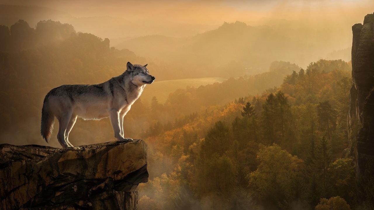 Mexican Gray Wolf Numbers Increase To 319, Yet Federal & State Killings Threaten Their Survival