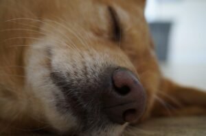 When Your Dog Sleeps on You, Here’s What It Really Means