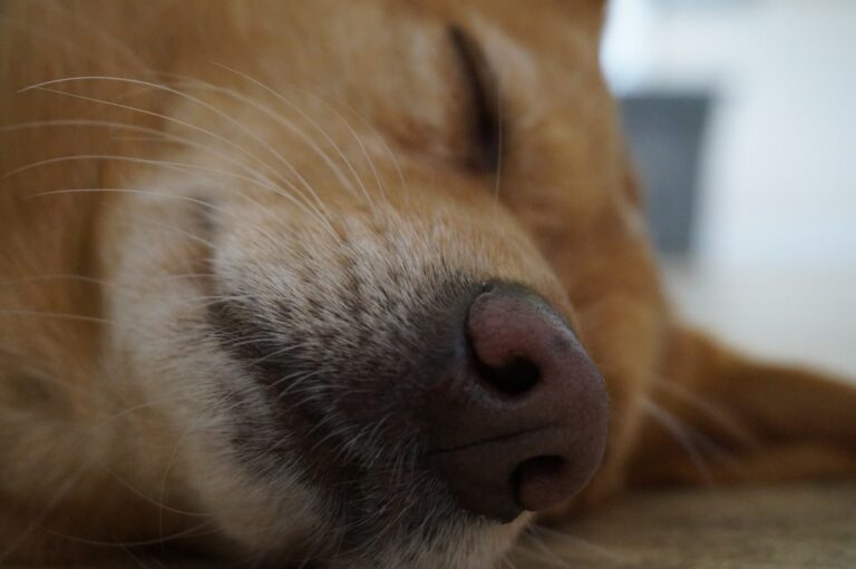 When Your Dog Sleeps on You, Here’s What It Really Means