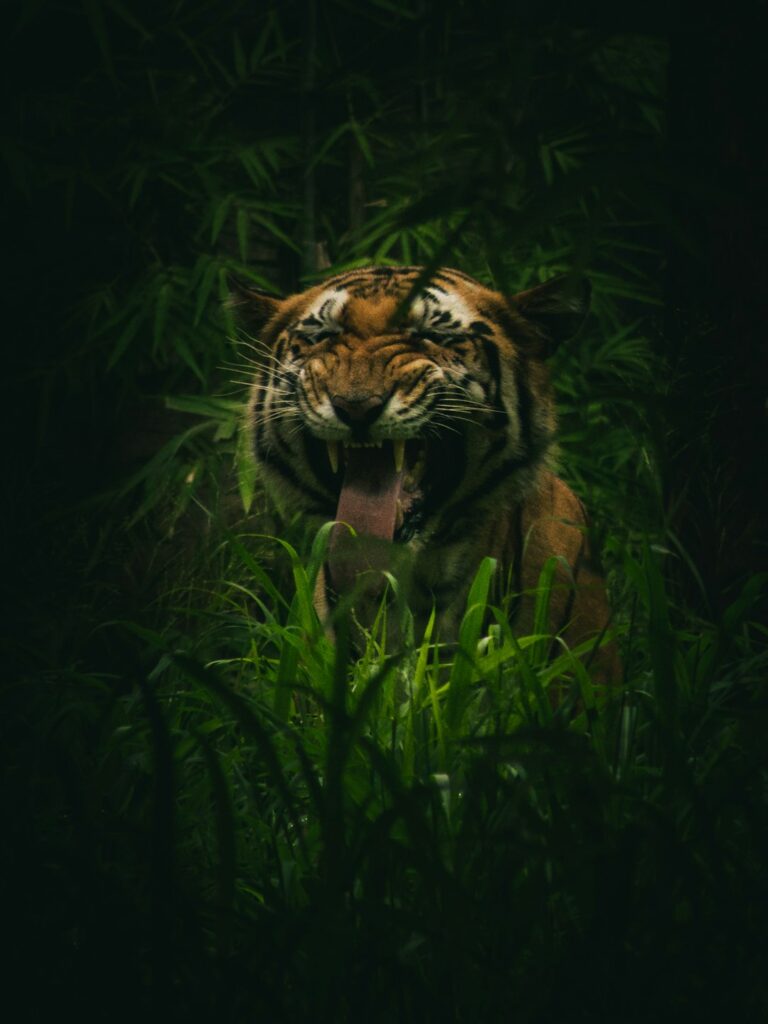 Thailand: Authorities investigate death of 72 tigers due to virus
