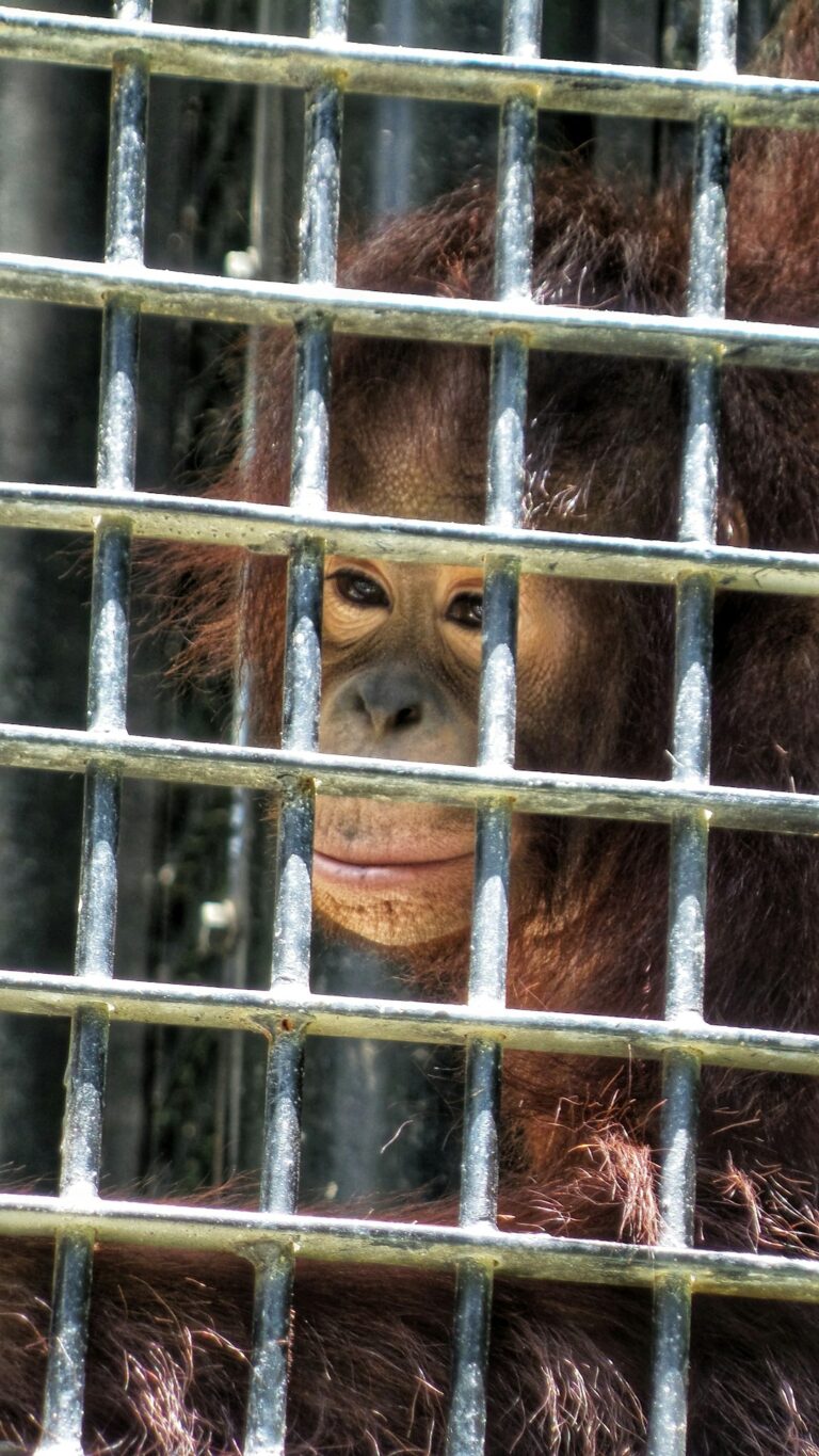 New York’s Livingston County Takes Stand Against Animal Cruelty With Animal Abuser Registry