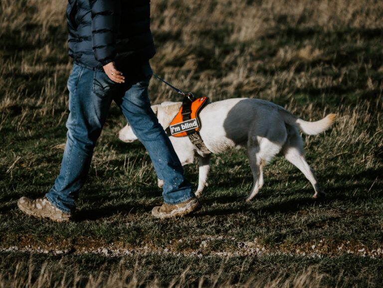 Having a guide dog 'makes me feel I can fly'