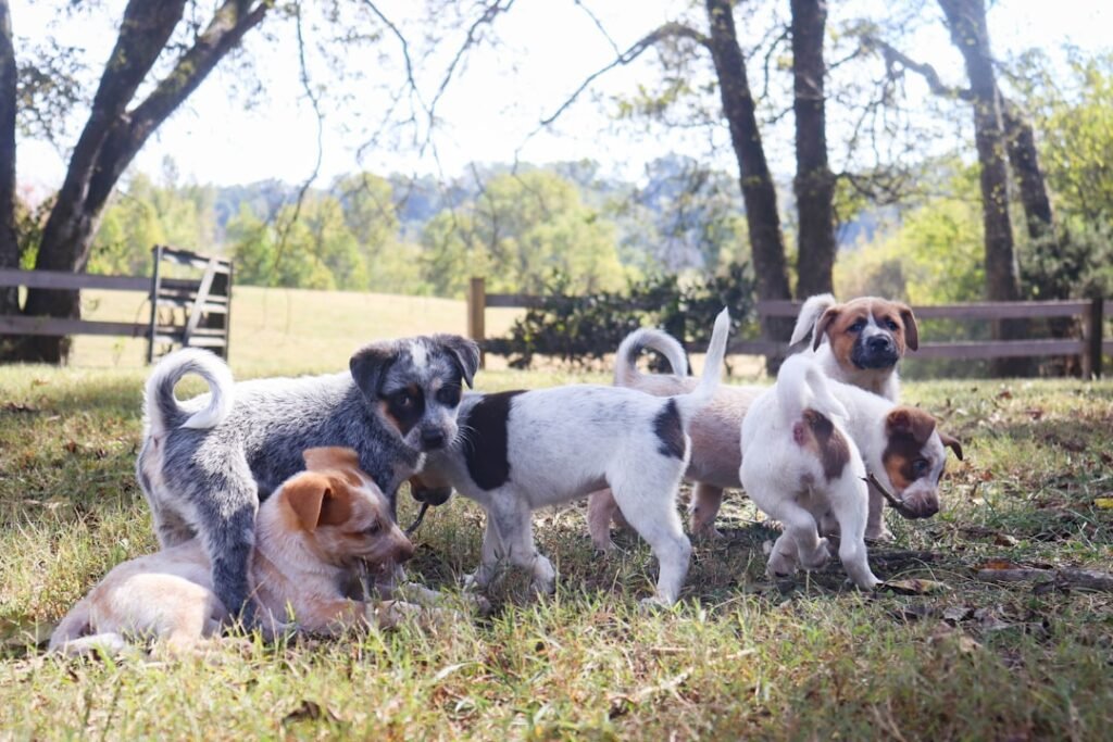 Dog gives birth to record litter of 17 puppies in Blean