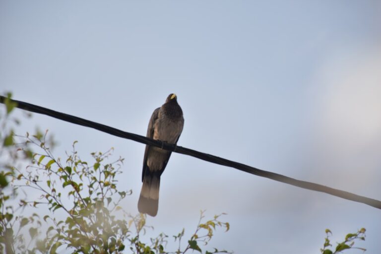 Global review finds human noise disrupts birds and cuts breeding success