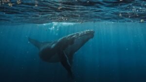 Older male humpbacks sire more calves as populations recover from whaling