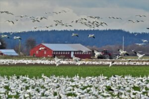 Hotspots of accelerated North American bird decline linked to agricultural activity