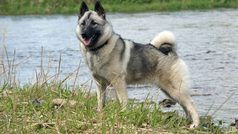 8 Dog Breeds That Are Surprisingly Good At Surviving Extreme Weather Changes
