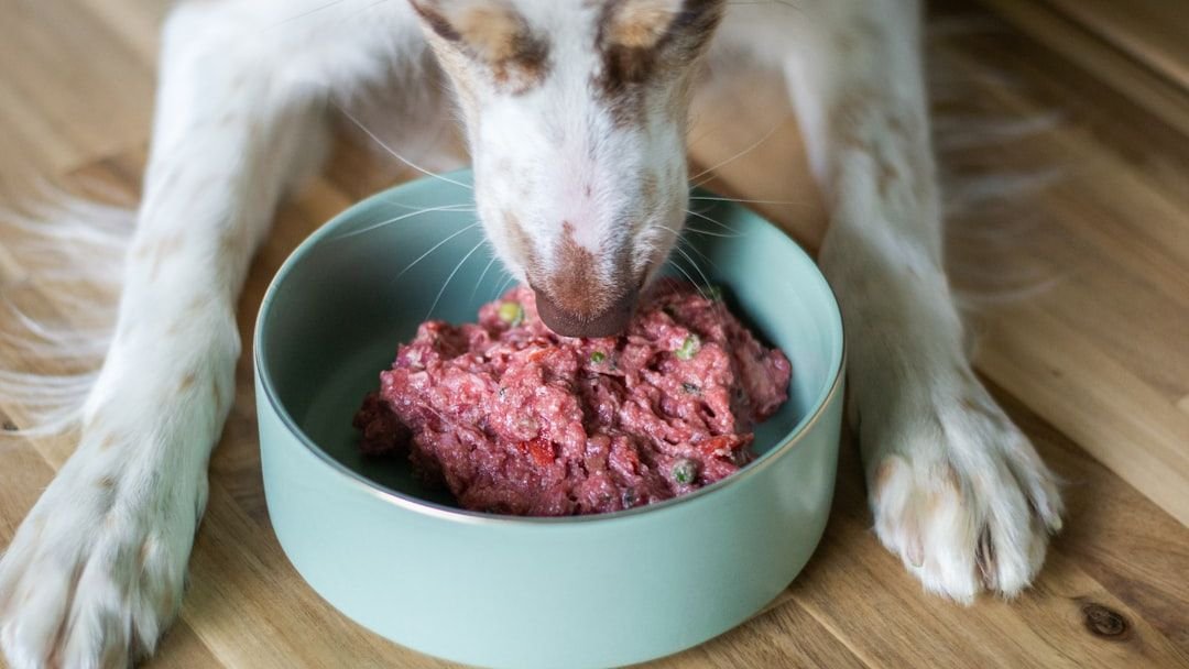 6 Reasons Why Your Dog Might Be Turning Up Their Nose At Mealtime