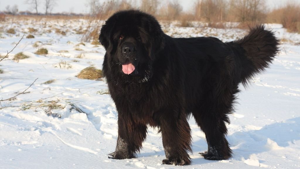 10 Dog Breeds Often Misjudged For Their Size But Have Giant Hearts