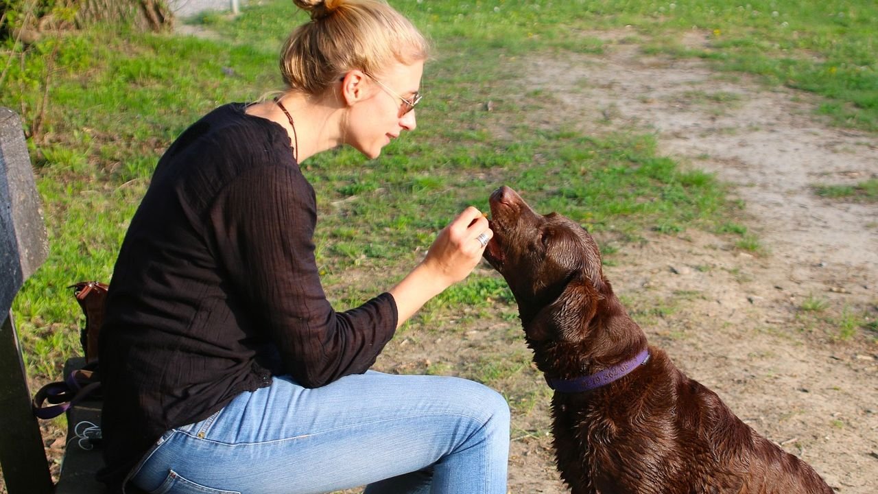 Your Dog's Behavior Is a Direct Reflection of Their Environment and Training