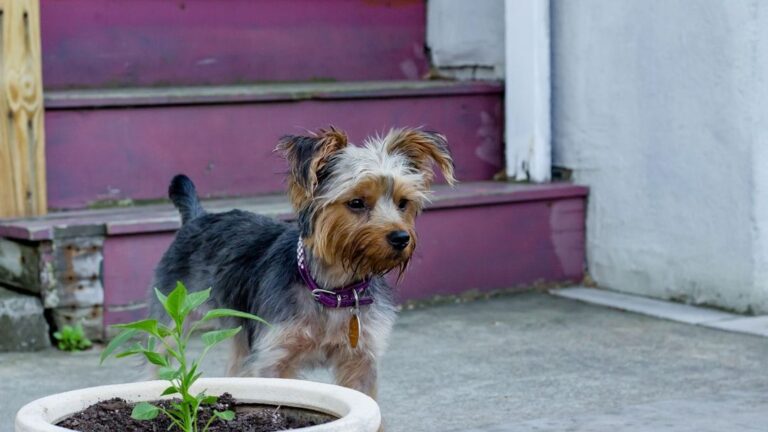 Many Common Household Plants Pose a Silent Threat to Curious Canines