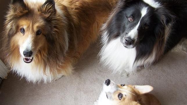 8 Dog Breeds That Excel At Learning New Tricks, Even In Their Later Years