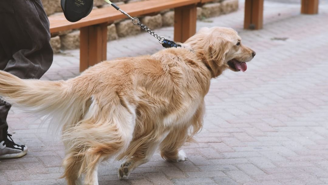 7 Ways To Make Your Dog's Senior Years More Comfortable And Joyful