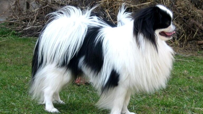 9 Dog Breeds That Are Surprisingly Quiet And Perfect For Apartment Living