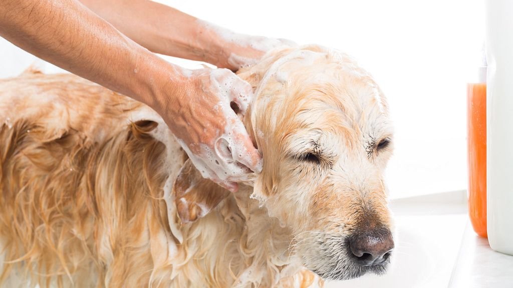 6 Common Dog Grooming Mistakes That Can Damage Your Dog's Coat And Skin