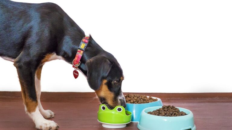 5 Ways Your Dog's Diet Affects Their Mood and Behavior
