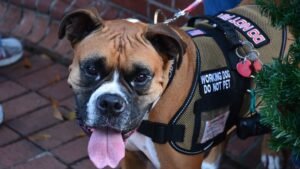 Service Dogs Vs Emotional Support Animals: What’s the Difference?